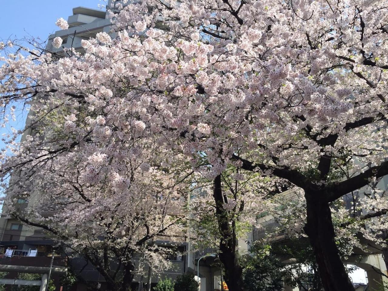 Shibuya Anon #a101 * Präfektur Tokio